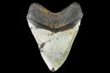 Fossil Megalodon Tooth - North Carolina #109548-2